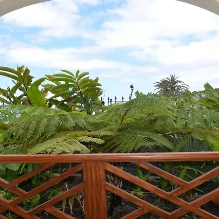 Heliconia 1